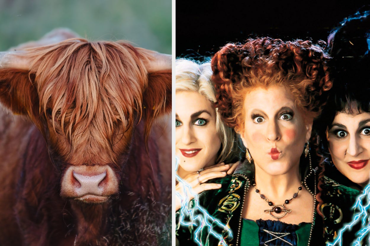 Pick A Whole Bunch Of Animals And I'll Give You A Family-Friendly Halloween Movie To Watch!