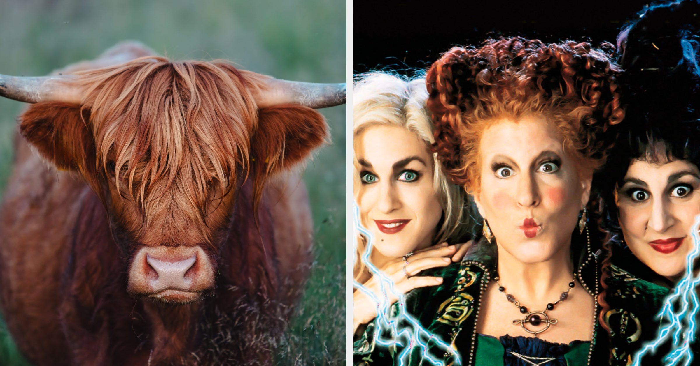Pick Animals And I'll Give You A Family-Friendly Halloween Movie To Watch!
