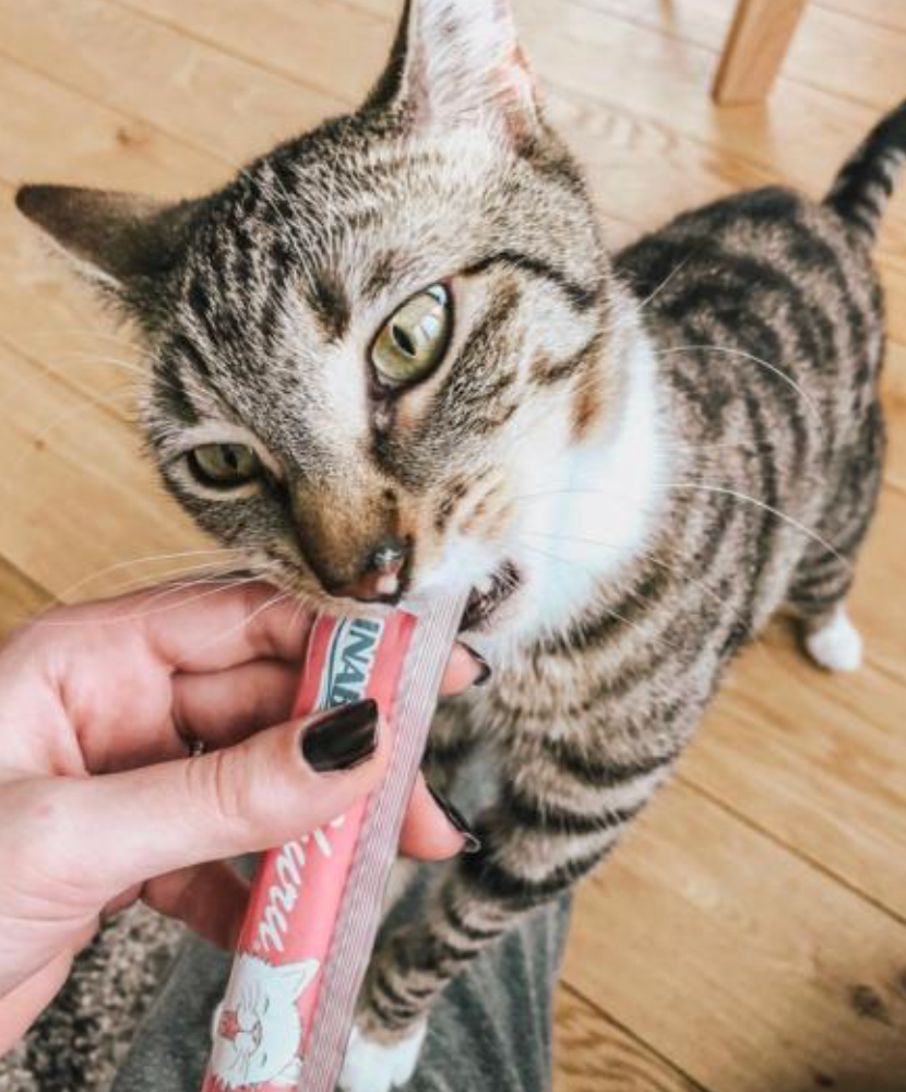 A cat excitedly bites into a tube of cat treat held by a person, featured in a shopping article on pet snacks