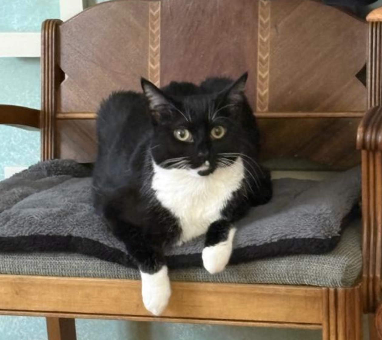 Cat lounging on a cushioned chair, looking at the camera