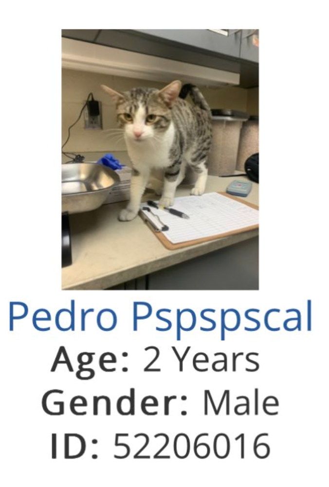  Age 2, Male, ID 52206016