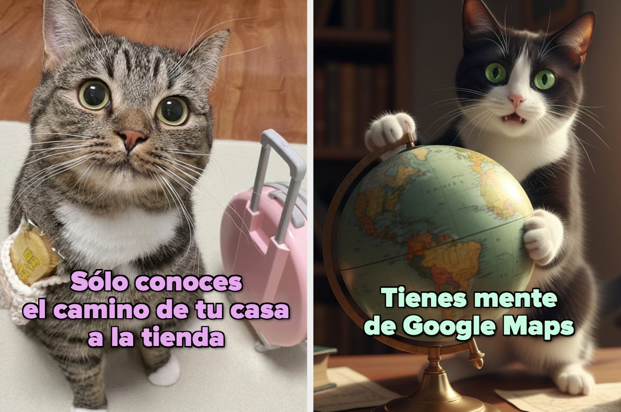 Left cat with a shopping bag: "You only know the way home to the store." Right cat with a globe: "You have a Google Maps mind."