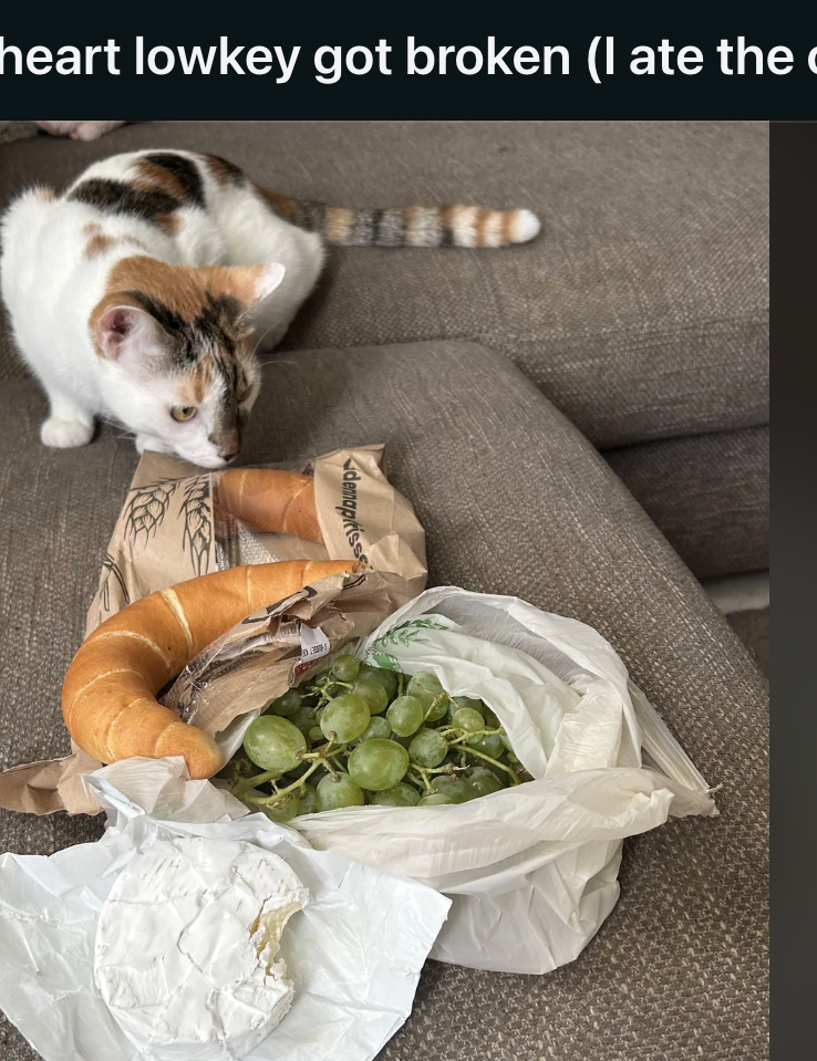 En katt sitter på en sofa ved siden av et takeaway -måltid med salat og brød, delt i et Reddit -innlegg med tittelen & quot; Girl Dinner After My Heart Lowkey ble ødelagt (jeg spiste katten også). & Quot;
