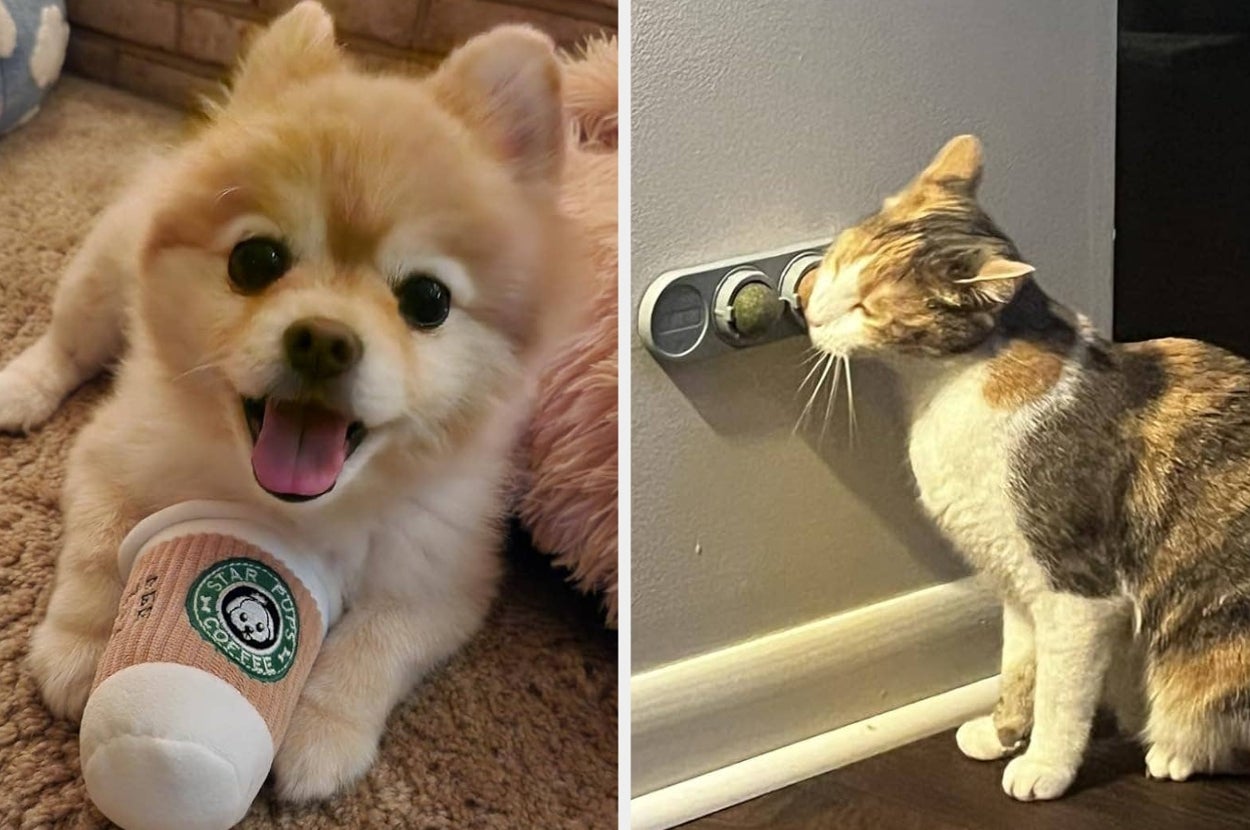 Cute puppy with a toy coffee cup and a cat nuzzling a wall toy seen indoors
