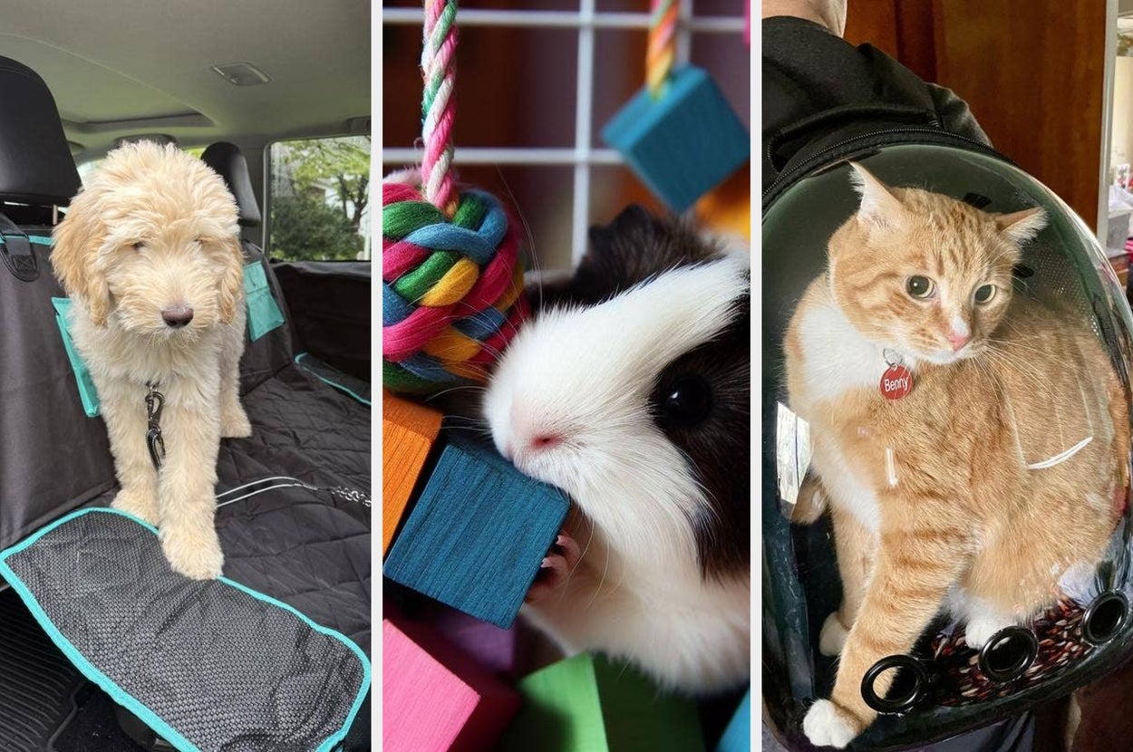 A dog is in a car seat cover next to a guinea pig chewing on a colorful hanging toy. This image is used for a shopping article on pet accessories