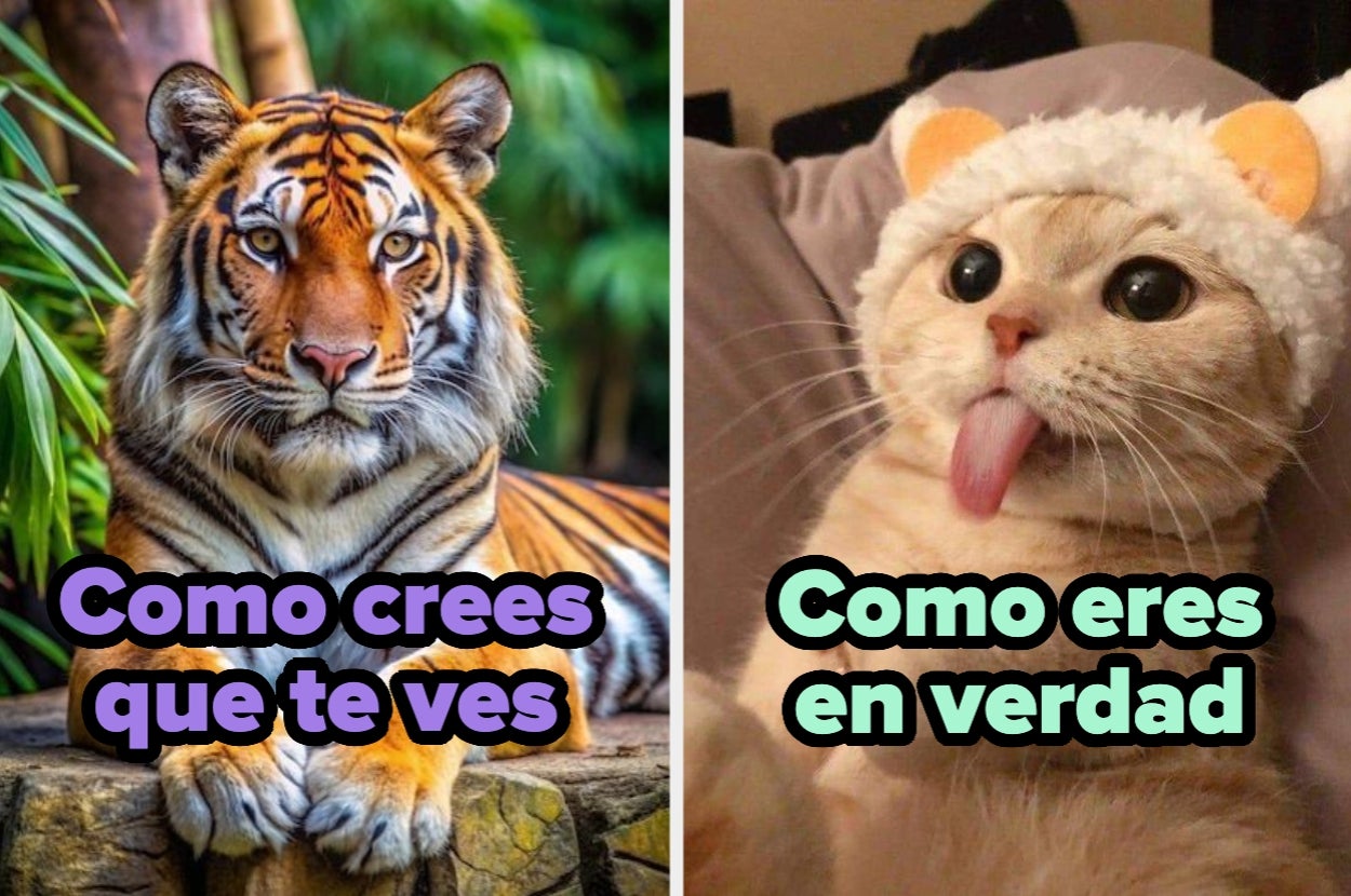 Imagen dividida: a la izquierda, un tigre majestuoso; a la derecha, un gato con gorro gracioso y lengua afuera. Texto: "Como crees que te ves" y "Como eres en verdad"