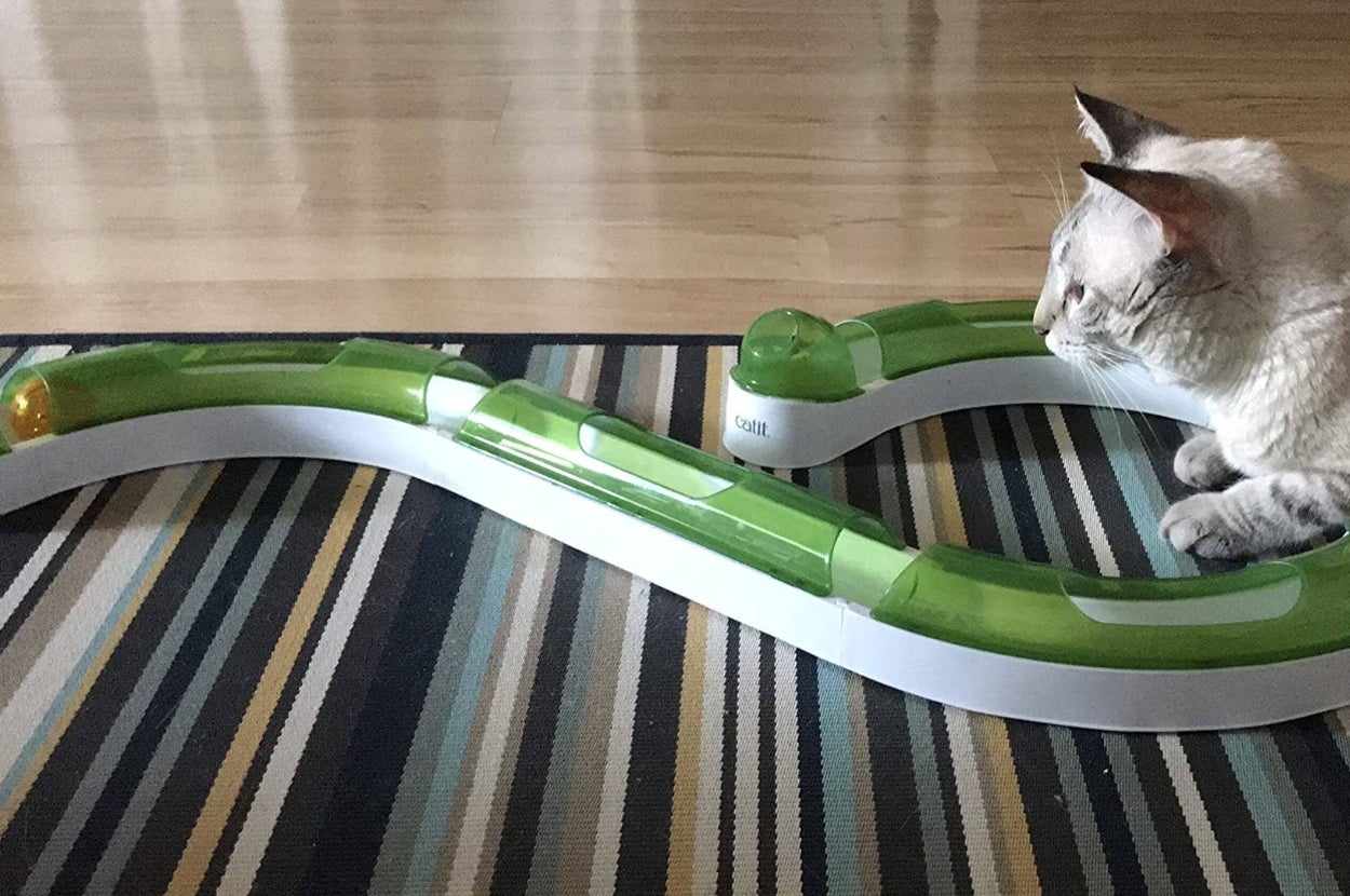 Cat watching a ball track toy on a striped rug; the toy features a curved design with enclosed sections