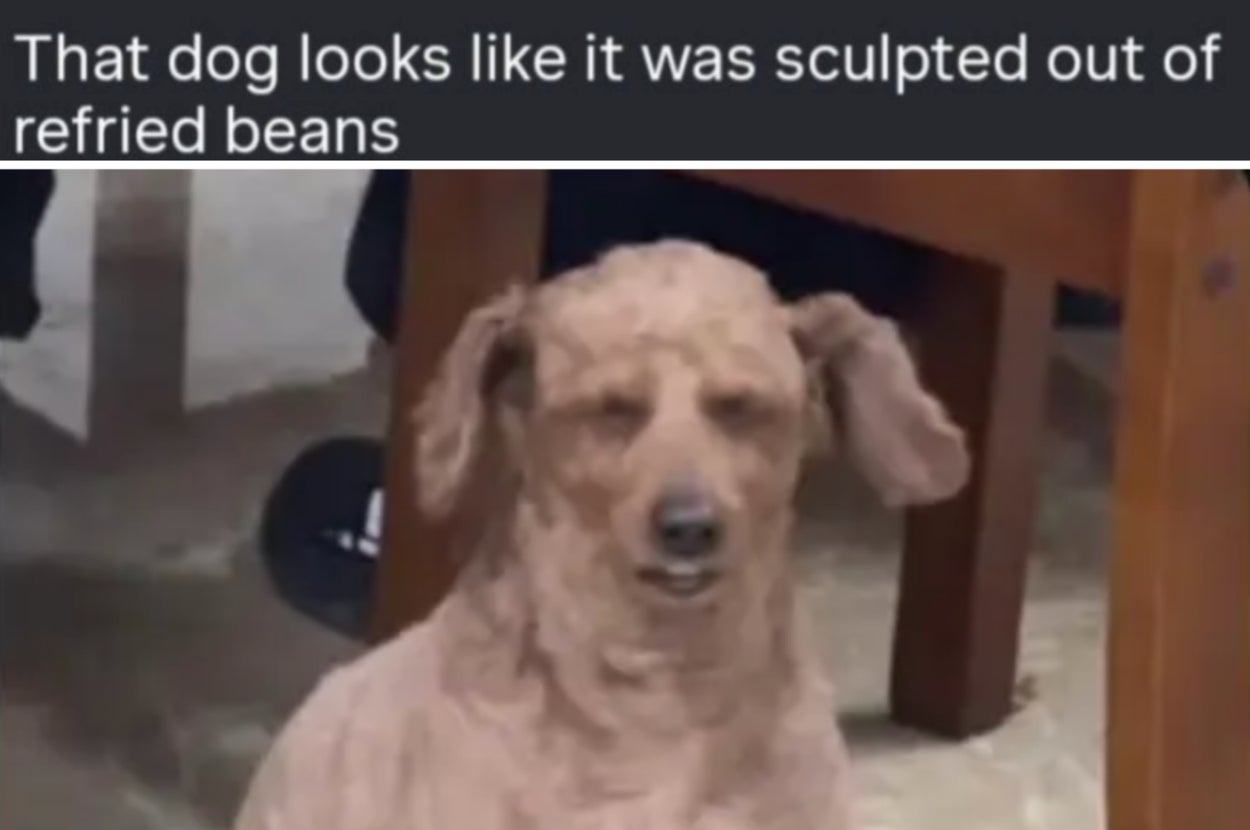 Dog with curly fur sits indoors; caption compares its appearance to refried beans