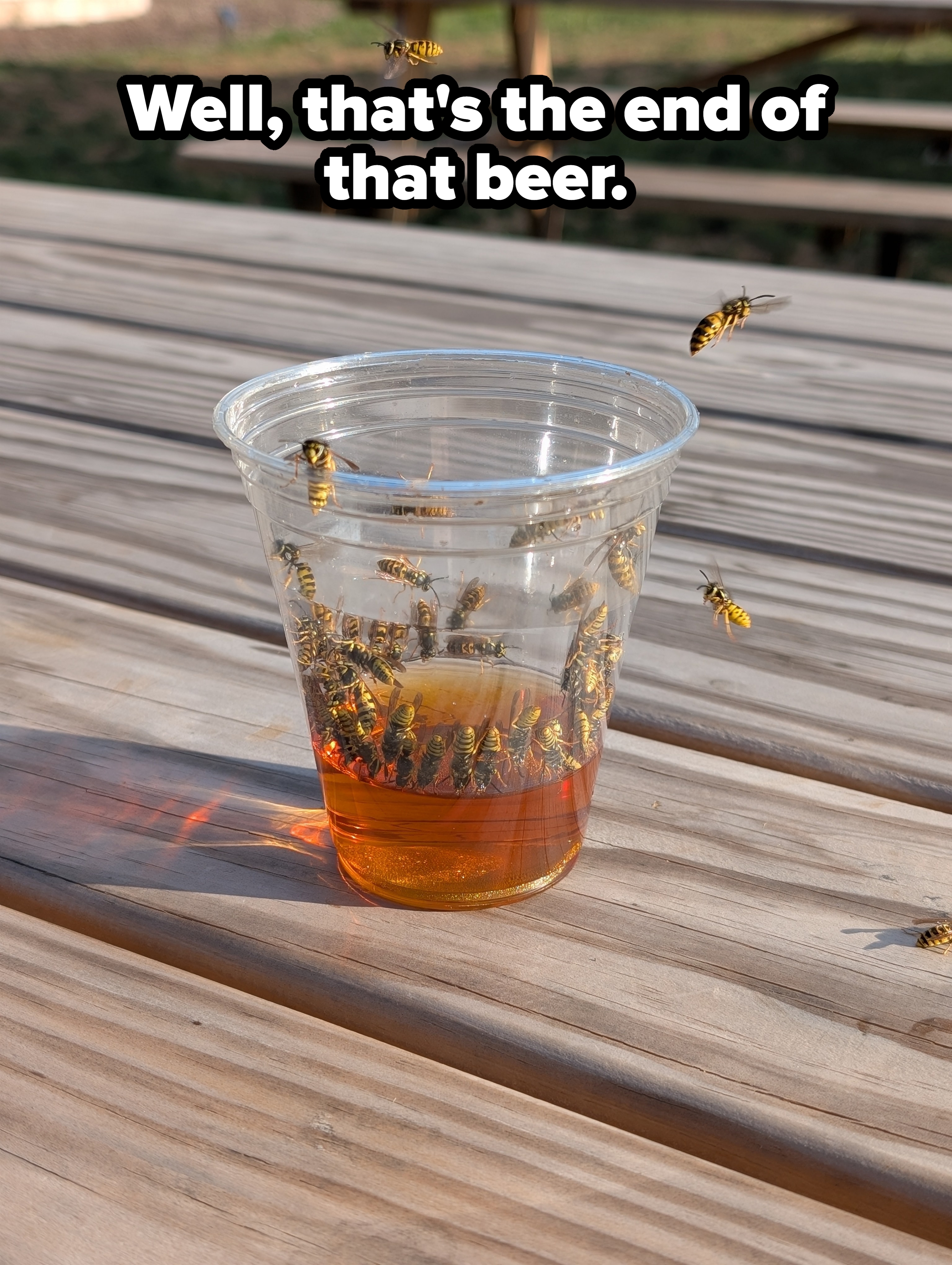 Bees flying around and landing on a plastic cup with liquid on a wooden picnic table