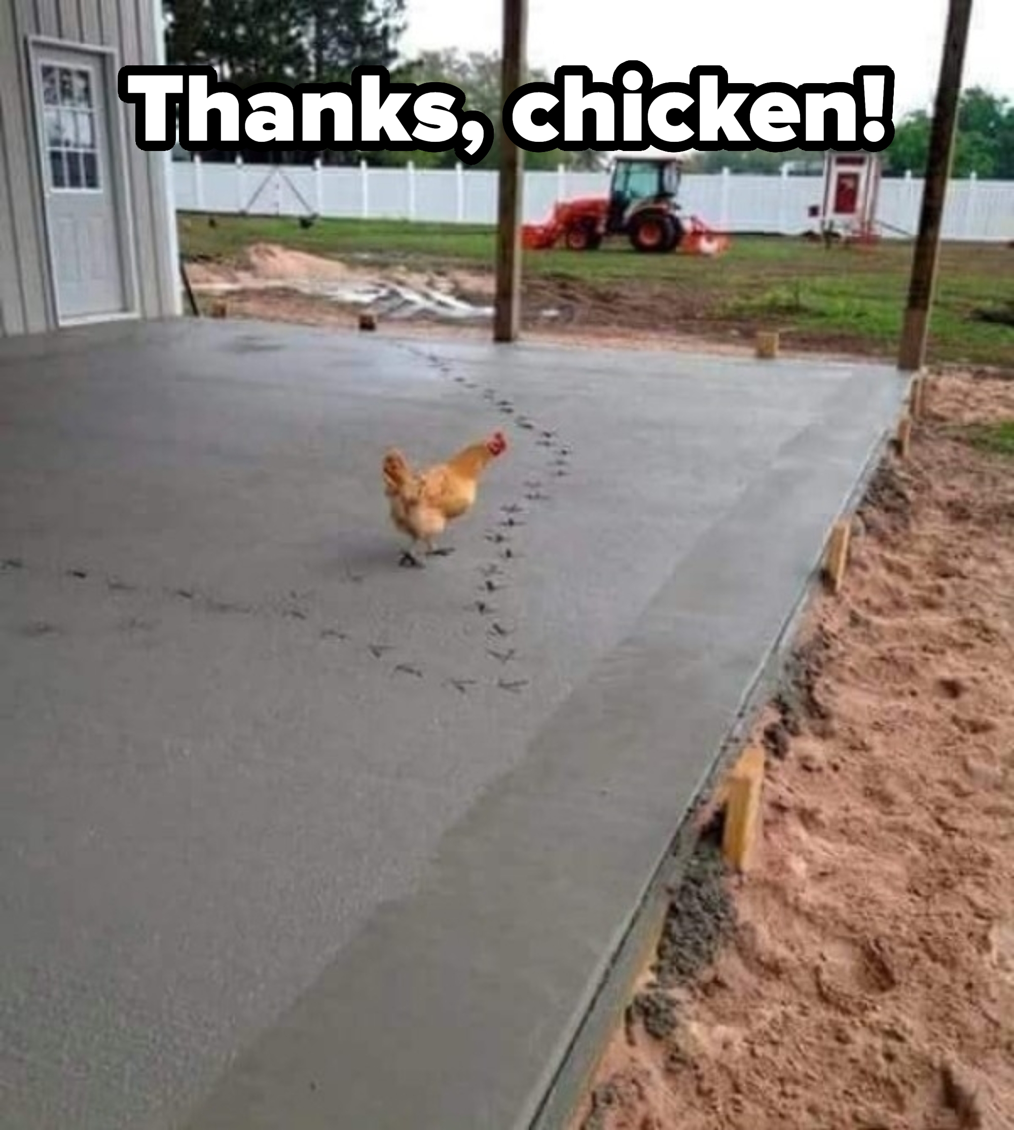 Chicken walks across wet cement, leaving a trail of footprints on a freshly paved patio