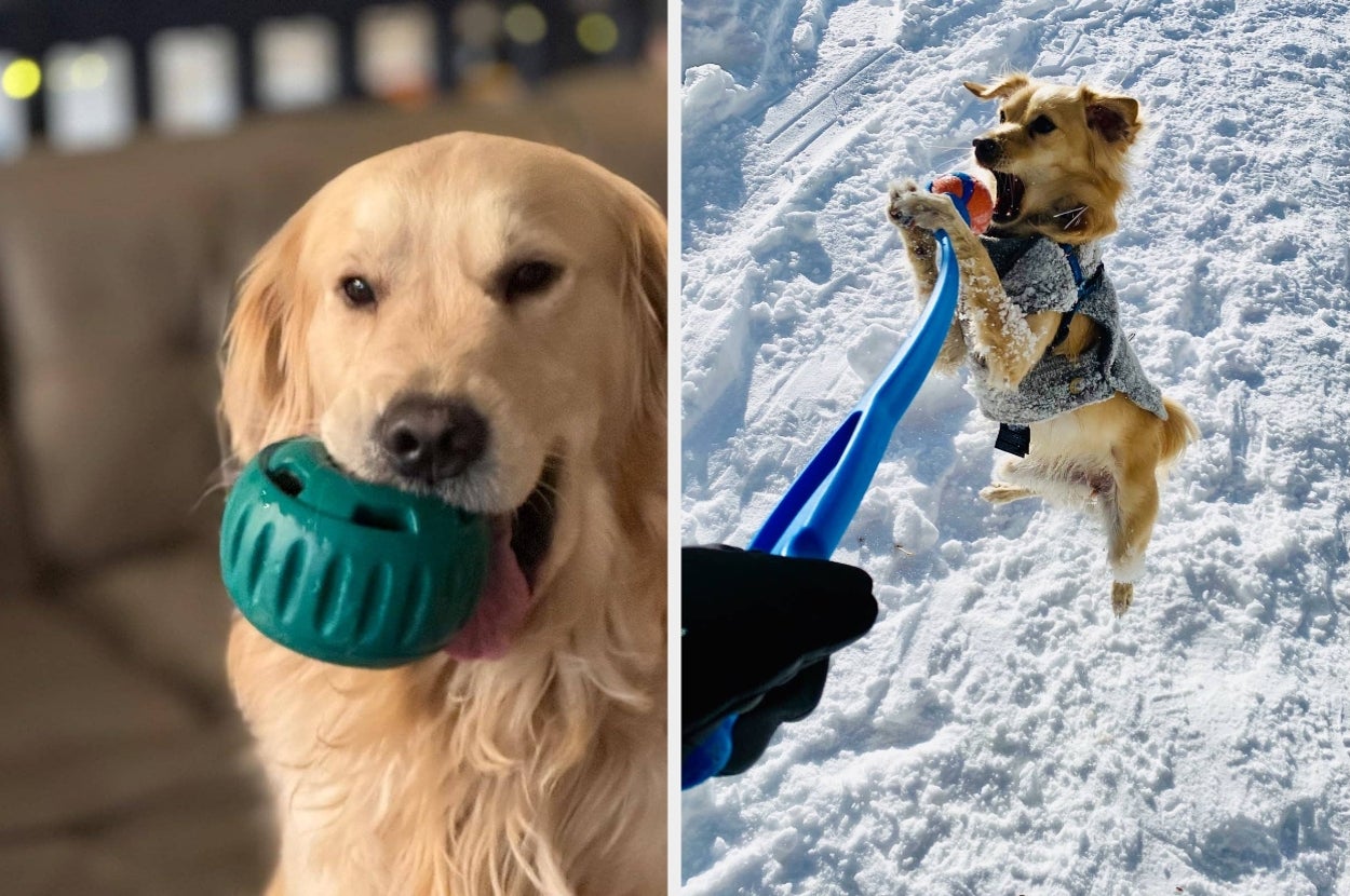 Left: Golden Retriever holding a green ball indoors. Right: Same dog in a sweater catching a ball in the snow