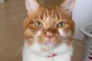 飼い主さんを見つめるごま太郎くん(ごま太郎さんのXアカウント)