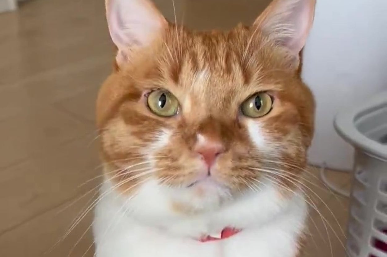 飼い主さんを見つめるごま太郎くん(ごま太郎さんのXアカウント)