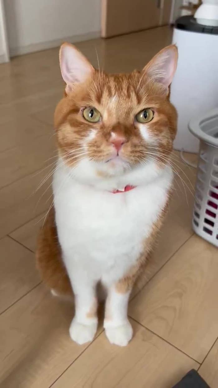 飼い主さんを見つめるごま太郎くん（ごま太郎さんのXアカウント）
