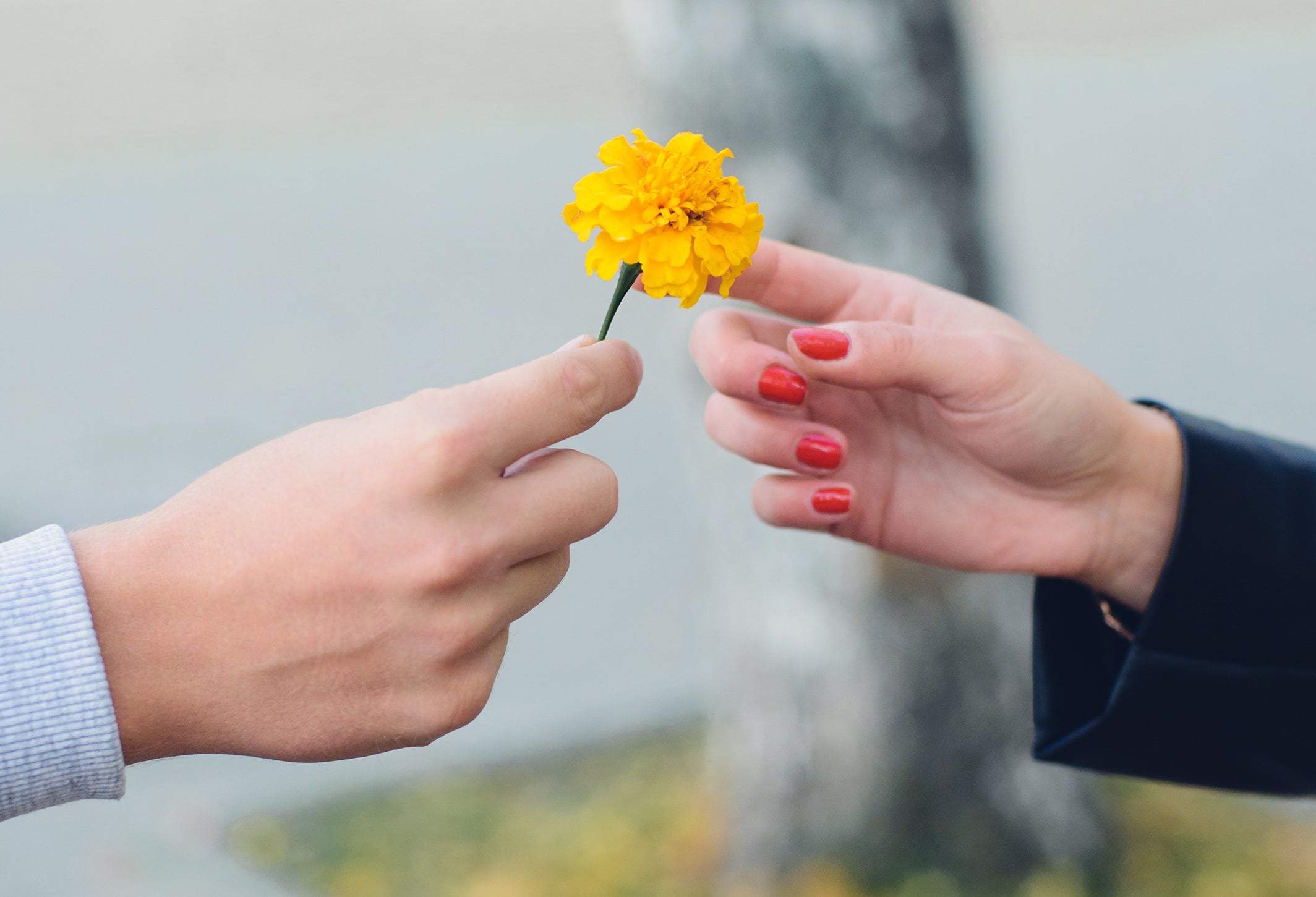 To hender møtes, den ene tilbyr en liten gul blomst til den andre, mot en uskarp utendørs bakgrunn
