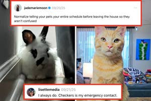 Rabbit and cat sitting indoors with text conversations above about informing pets of daily schedules