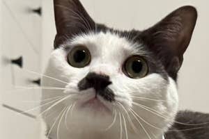 猫が蝶ネクタイを着用しおすまししている様子。
