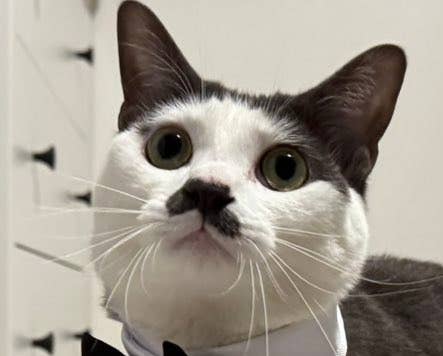 プランスくん / 「パッツン前髪のセロイと弟プランス」さんのX(@Saeroyi_cat)より