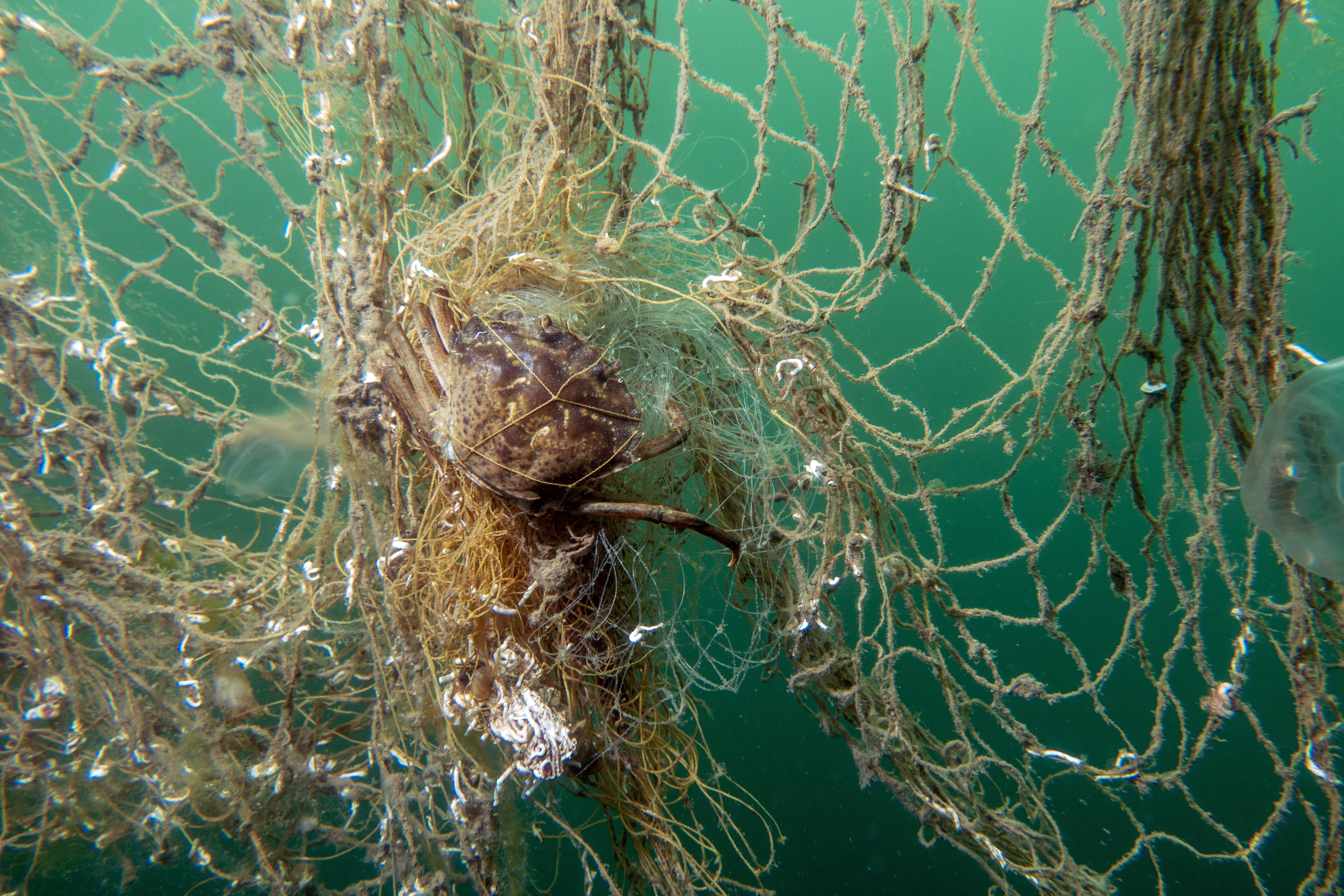 Crab entangled successful a discarded sportfishing nett underwater, highlighting marine contamination interaction connected wildlife