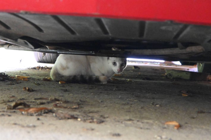 車の下にいる猫。周囲には落ち葉やゴミが少し見える。猫は注意深く外を見ている様子。