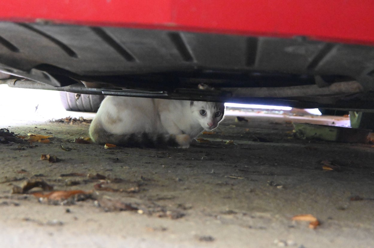 車の下にいる猫。周囲には落ち葉やゴミが少し見える。猫は注意深く外を見ている様子。