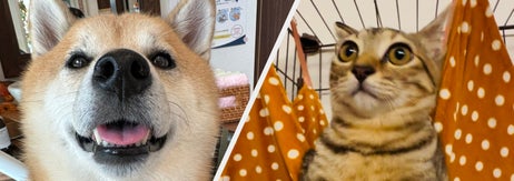 風天くん（左）と風花ちゃん（右）/  shibainu-putenさん（@PutenSibainu）のXより