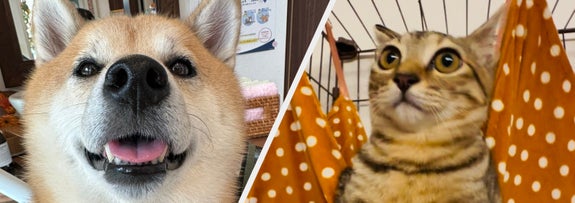 風天くん（左）と風花ちゃん（右）/  shibainu-putenさん（@PutenSibainu）のXより