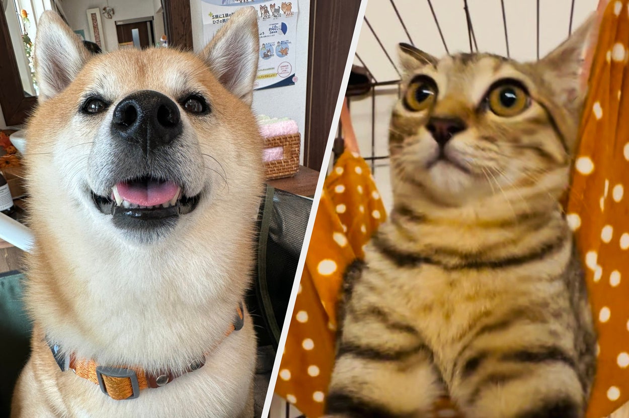 風天くん(左)と風花ちゃん(右)/ shibainu-putenさん(@PutenSibainu)のXより