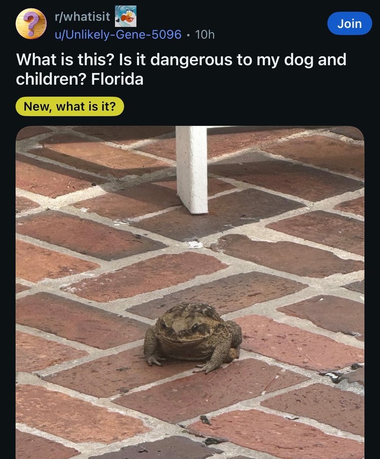 A toad on a brick patio with a Reddit post asking if it&#x27;s dangerous to dogs and children