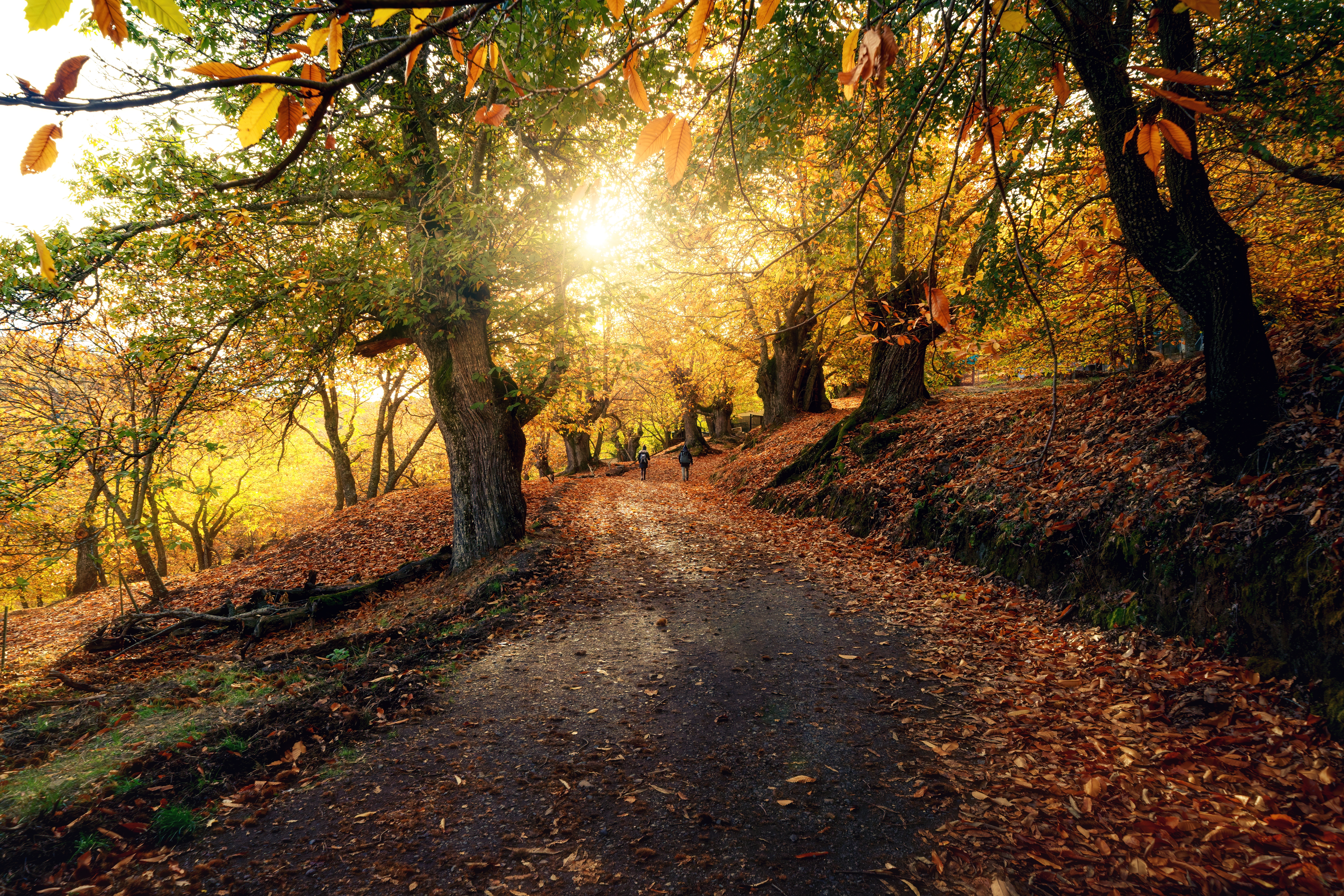 Sollys filtrerer gjennom en rolig skogsti, med høye trær som ligger i veien og falne blader spredt på bakken, og skaper en fredelig atmosfære