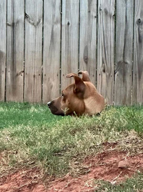 Dog appears to have its head emerging from the ground in a yard, creating an amusing optical illusion