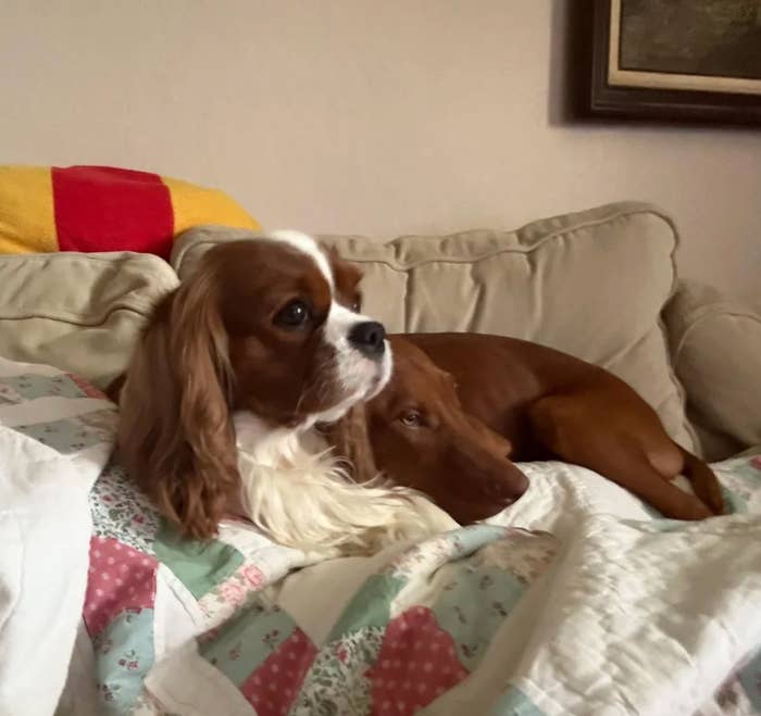 Two dogs rest on a sofa, one with long ears and the other with a sleek coat, both relaxed and cozy on a patchwork quilt