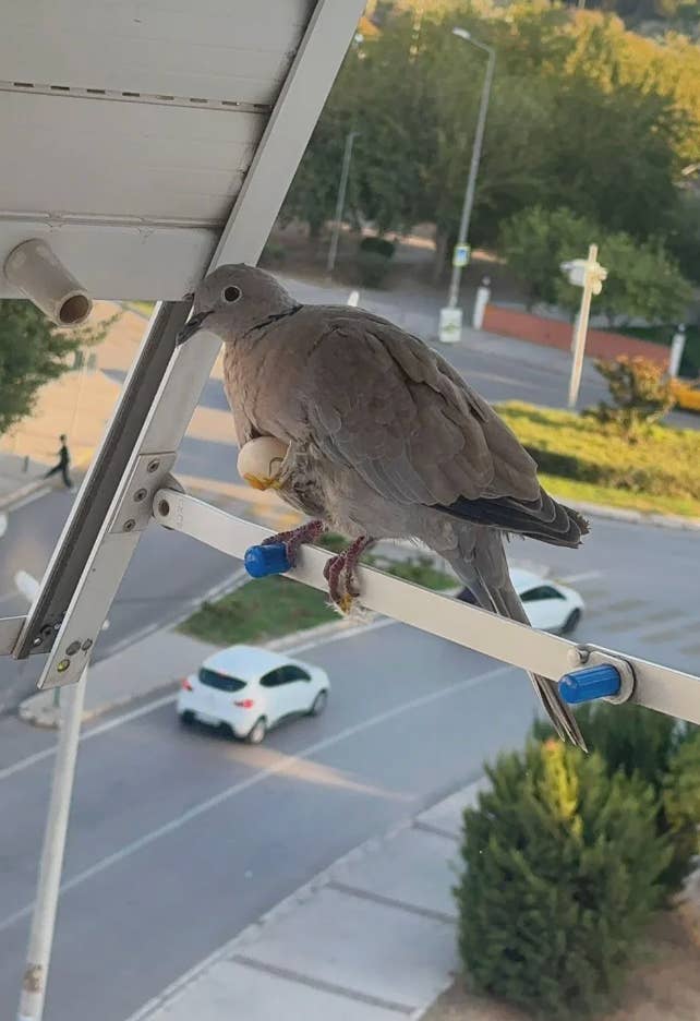 A pigeon perched on a mounted pole outside a window with a scenic street view and trees in the background
