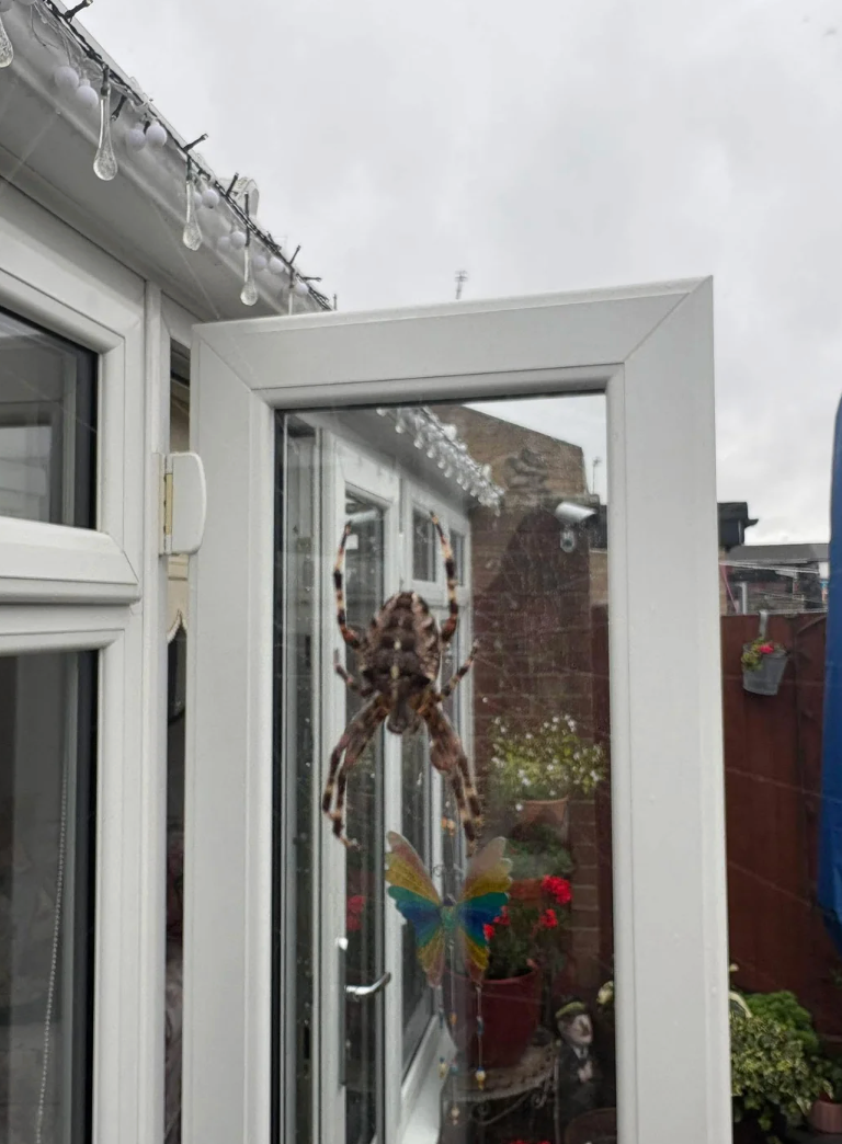 Large spider on a window with a butterfly decoration, outside view of a house visible