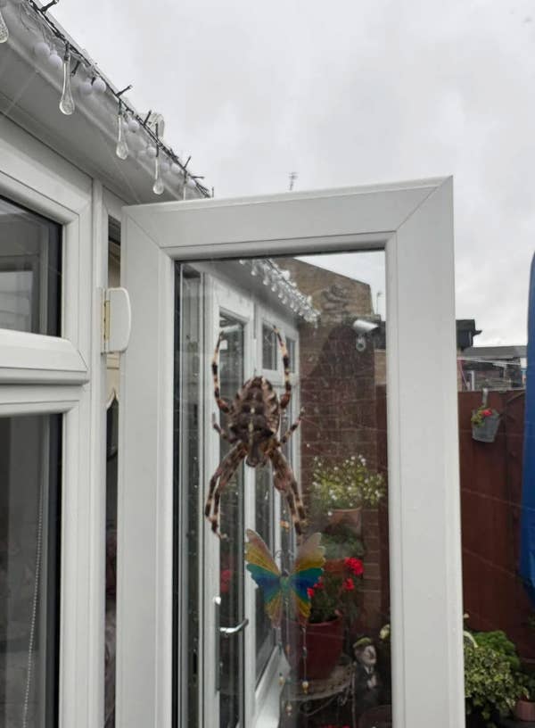 Large spider on a window with a butterfly decoration, outside view of a house visible