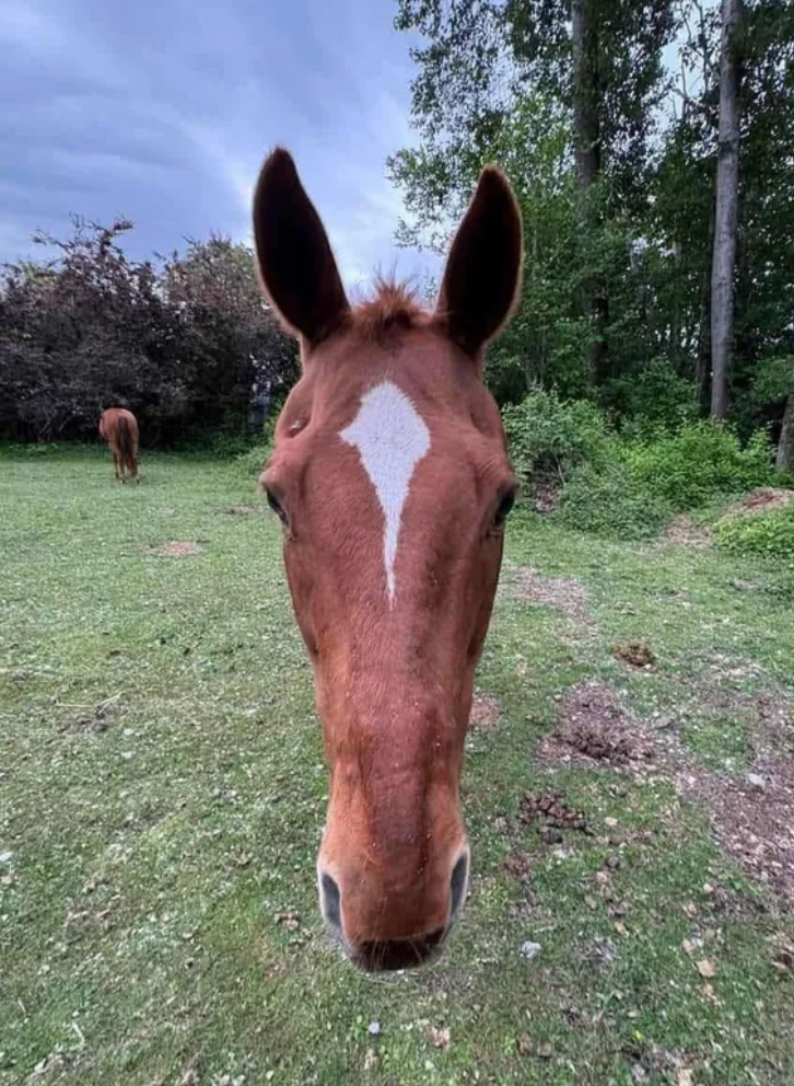 A horse with a white star on its forehead stands in a grassy field, facing the camera. Trees and another horse are visible in the background