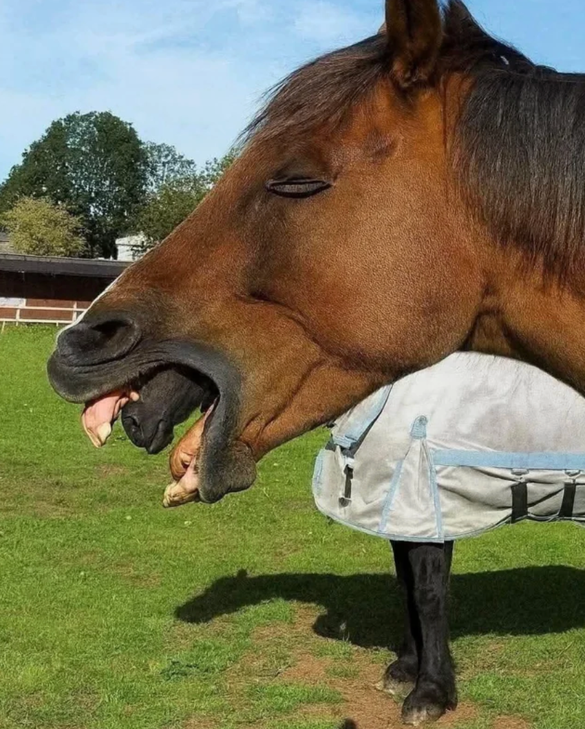Horse yawning in a field, appearing to have a smaller horse inside its mouth, creating an amusing optical illusion