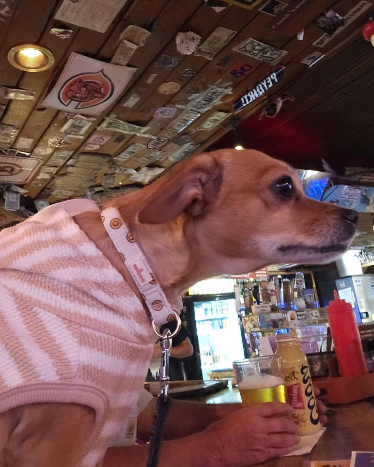 Dog wearing a striped sweater sits on a bar counter next to a person holding a drink, surrounded by colorful bar decor