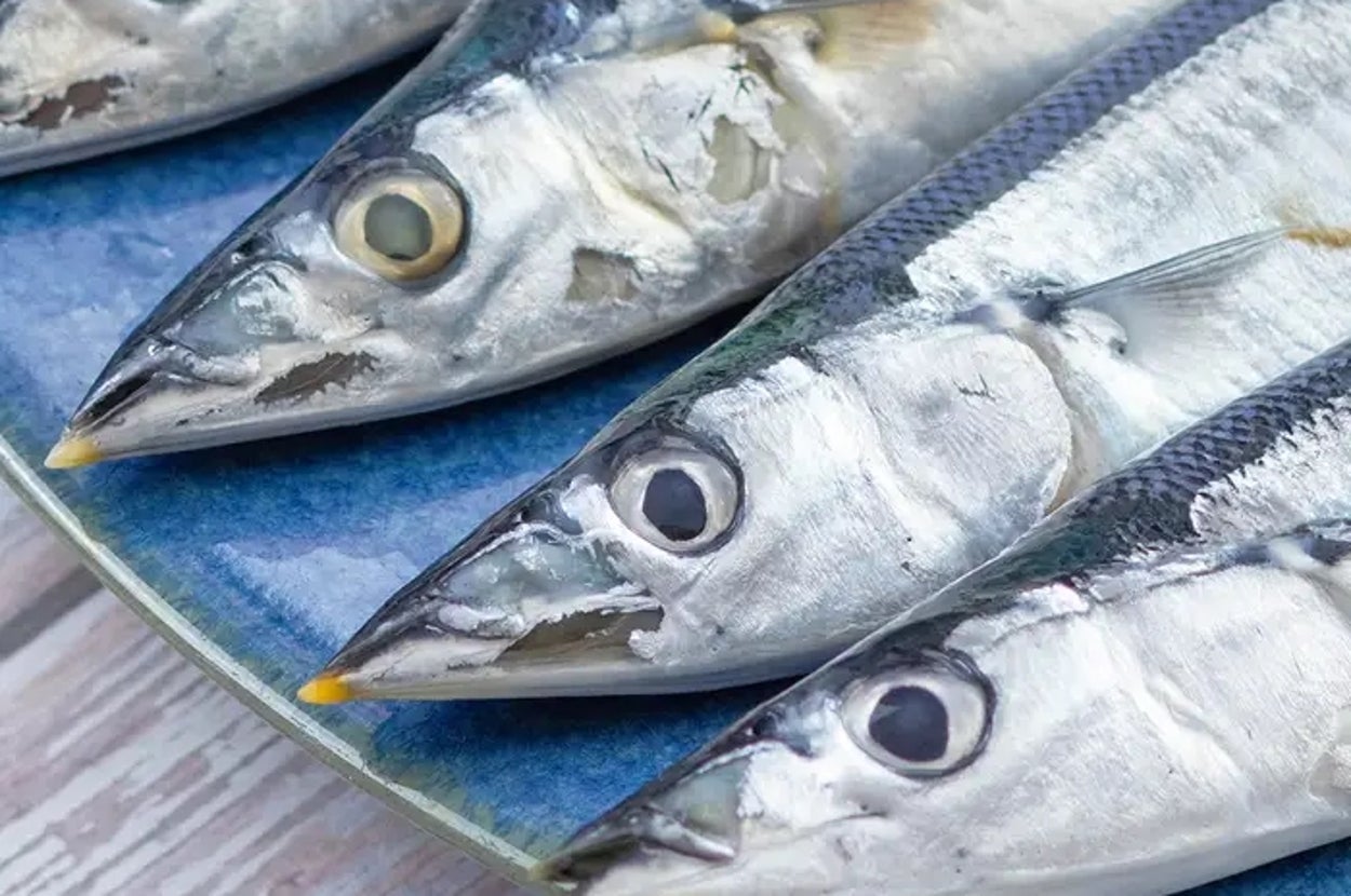 青い皿にサンマが数匹並んでいる。新鮮な魚が見える。