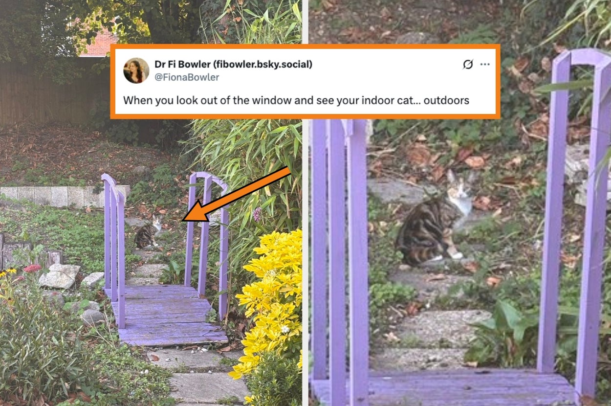 A tabby cat sits near a purple garden bridge, as highlighted in a social media post noting its outdoor presence