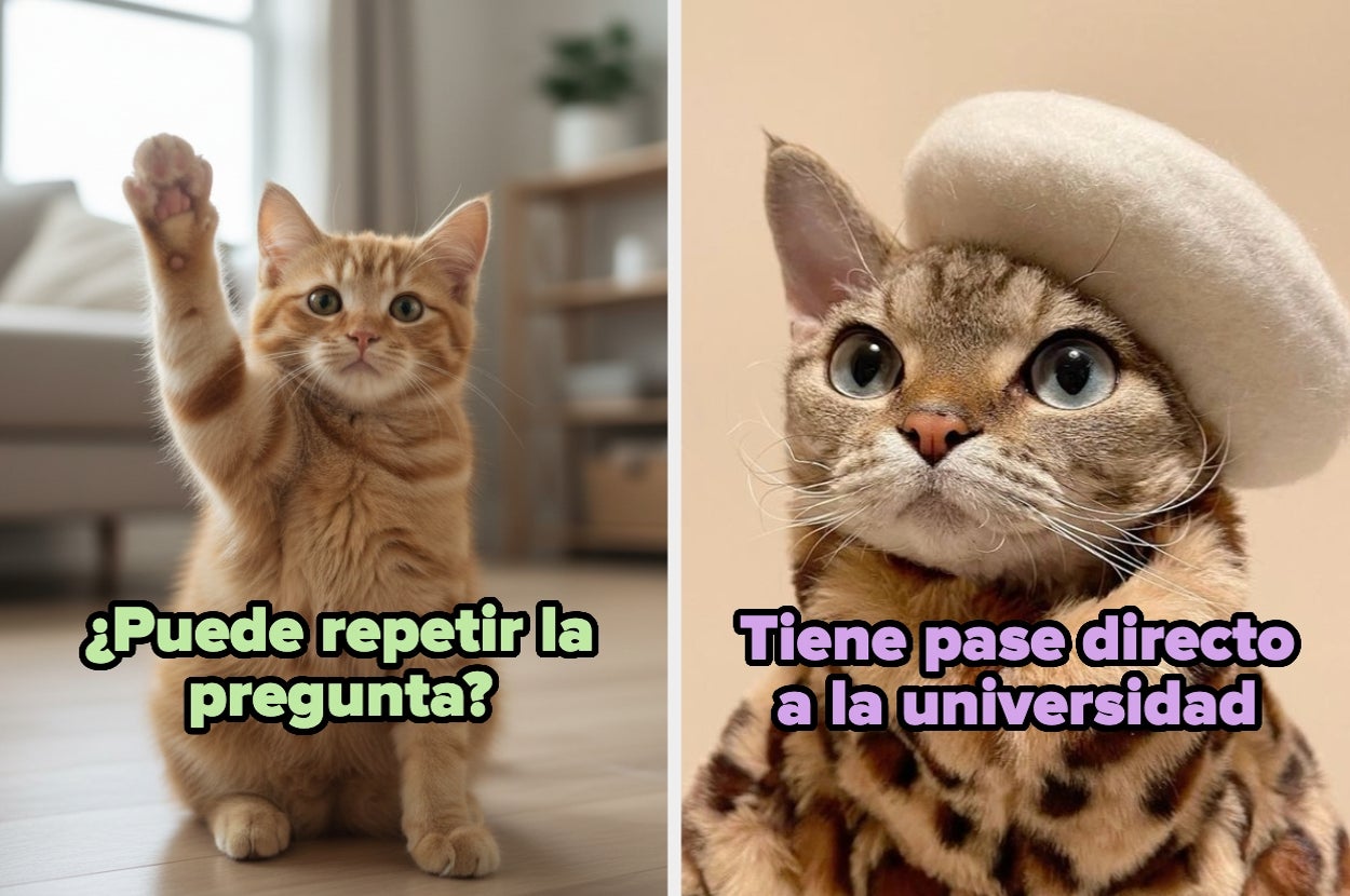 Dos gatos: uno levantando la pata con texto "¿Puede repetir la pregunta?", otro con boina y texto "Tiene pase directo a la universidad"
