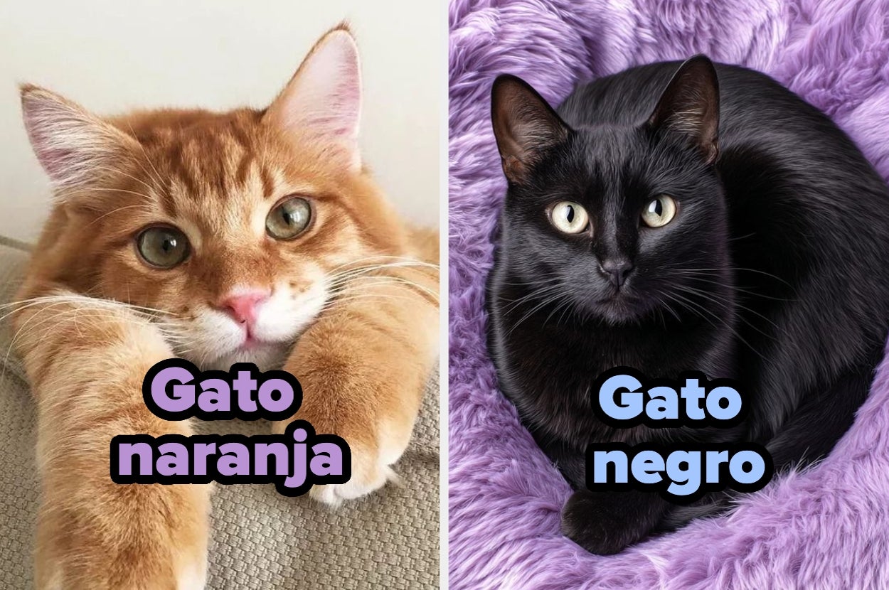 Two cats: a fluffy orange cat with white paws resting on a surface, and a sleek black cat lounging on a purple textured blanket. Text labels them