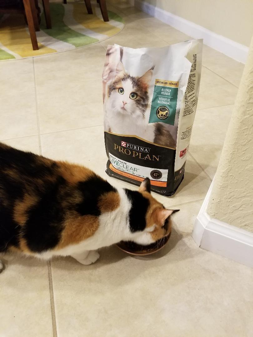 Cat eating from a bowl next to a bag of Purina Pro Plan LiveClear cat food