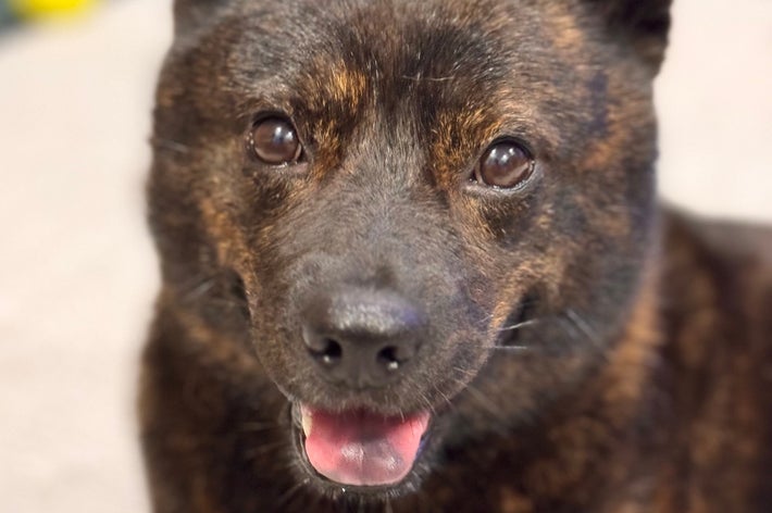 甲斐犬の黒虎くん / 甲斐犬黒虎さん（@kaiken_kurotora）のXアカウントより