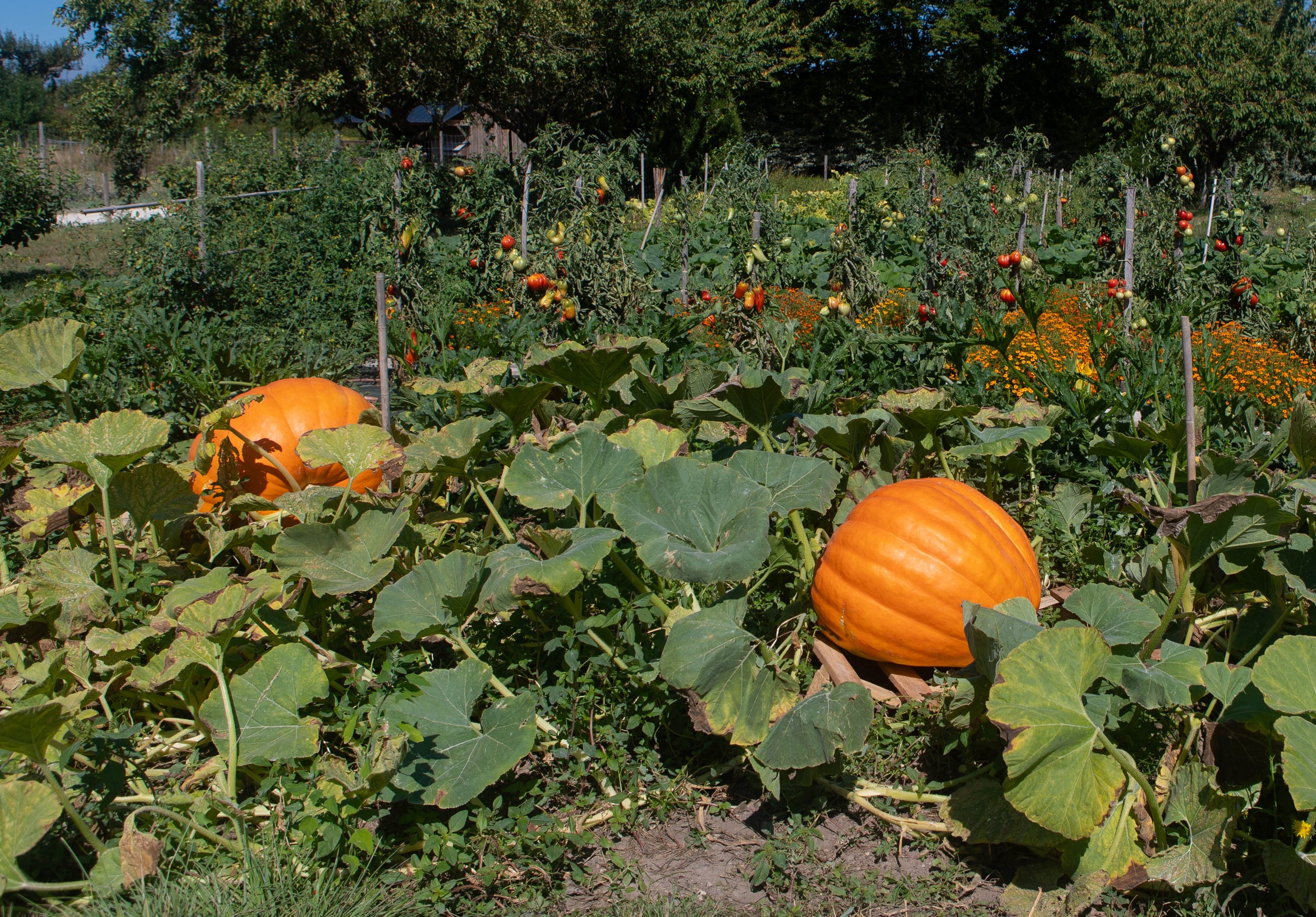 Store gresskar og tomatplanter vokser i en frodig grønnsakshage under en klarblå himmel