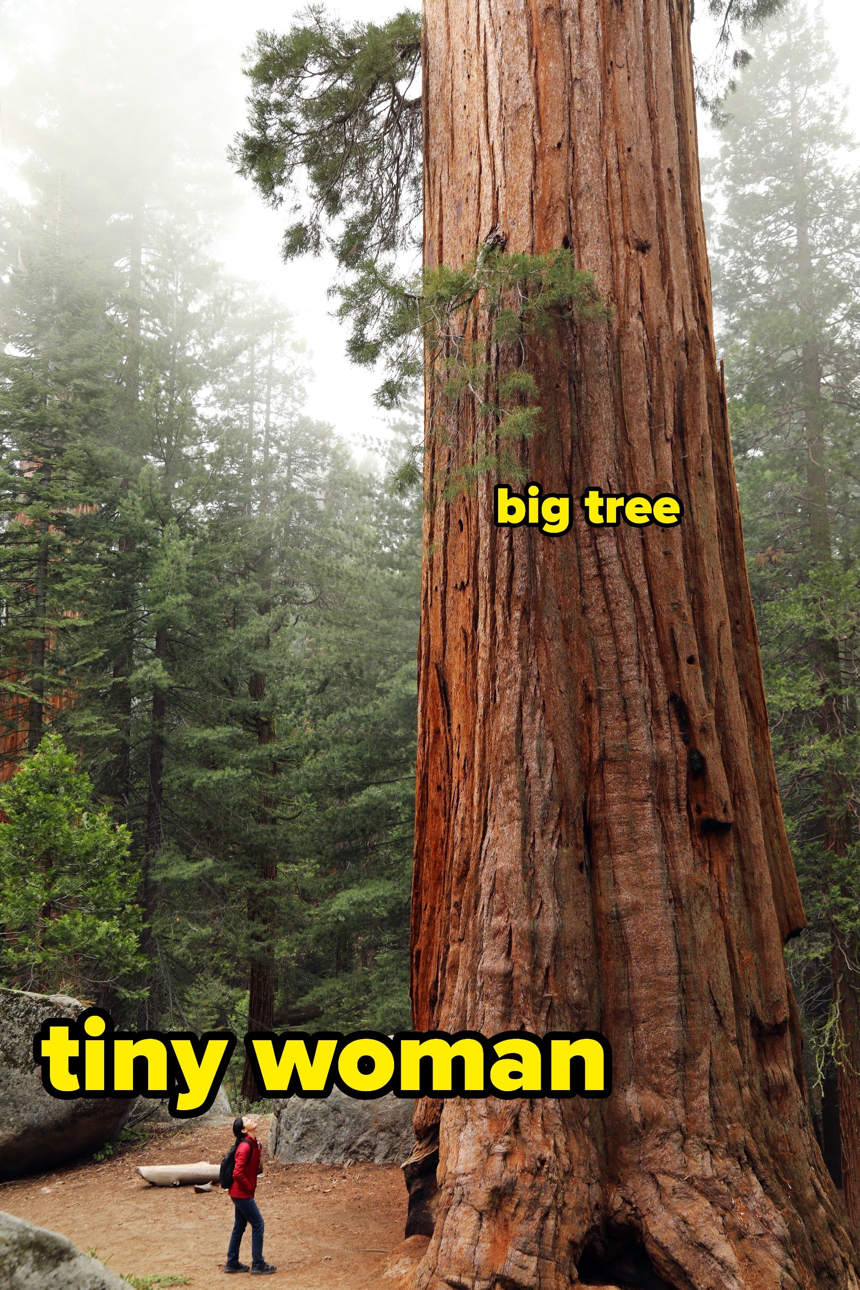 A person stands at the base of a giant sequoia tree, looking up, surrounded by a misty forest, highlighting the tree's immense size