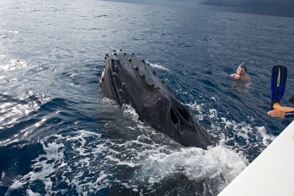 A large whale surfaces near a swimmer and a boat in open water, creating waves and curiosity among onlookers