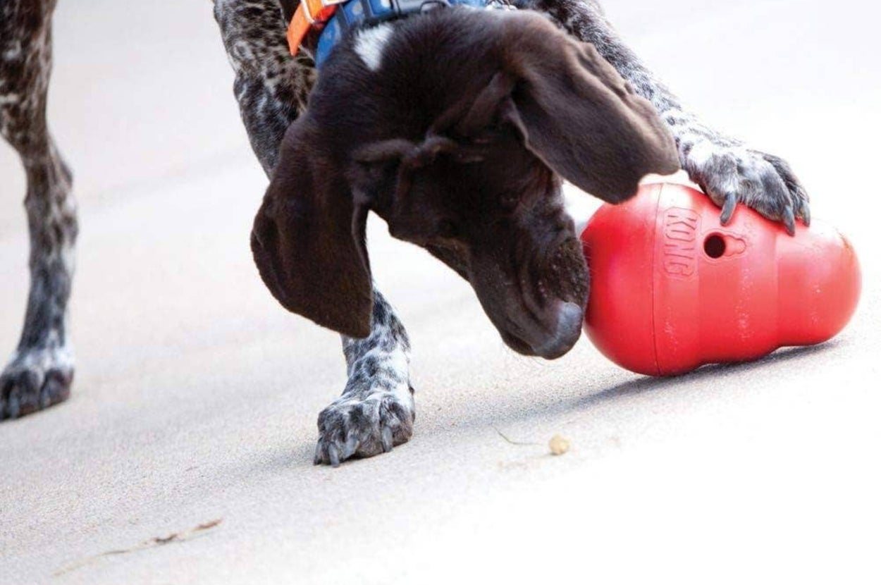 Dog playing with a red rubber Kong toy on a sandy surface