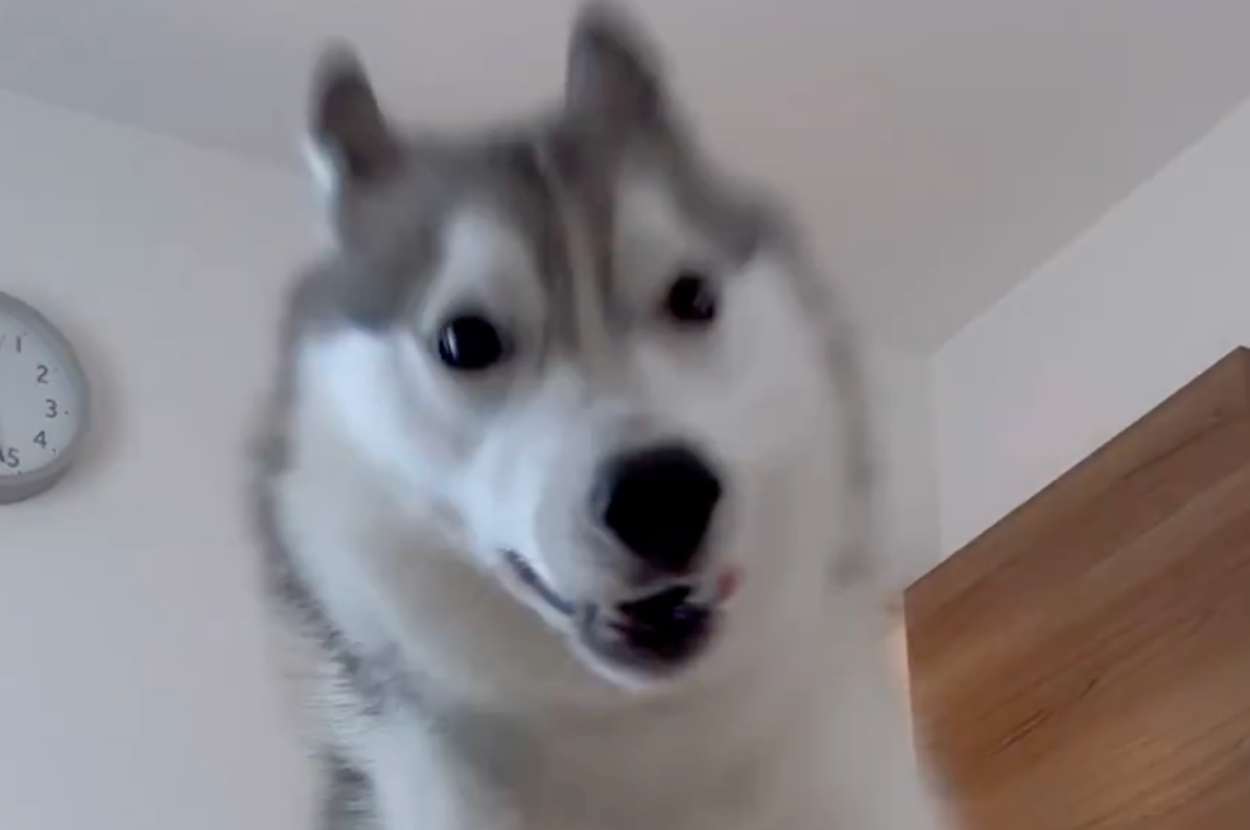 飛ぶ珀くん / 飼い主さんのXアカウント(@husky_0319)より