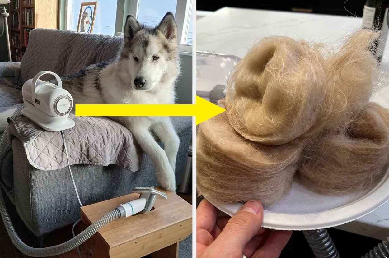 A dog on a couch next to a grooming vacuum; the vacuum's contents (dog fur) are shown on a plate in the next image
